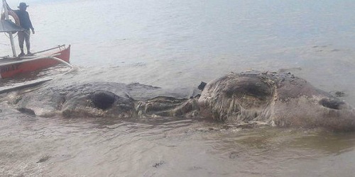 Makhluk aneh terdampar di pantai Filipina.(Express)