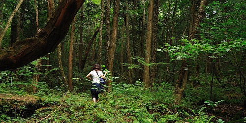 Memasuki hutan Aokigahara.(Atlasobscura)