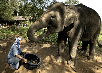 Kopi Gajah Dung.(Ottencoffee)
