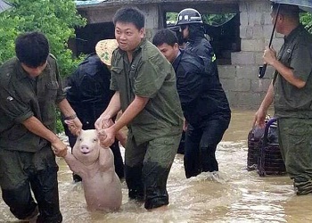 Babi yang seolah tersenyum.(Asiaone)