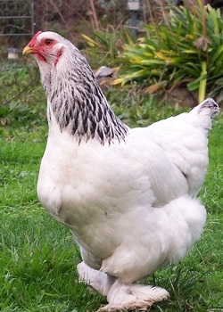 Ayam Brahma.(bbs)