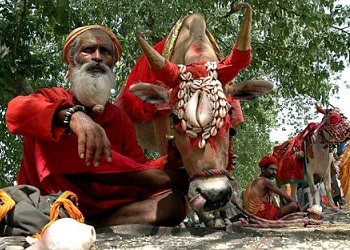 Sapi merupakan hewan suci di India.(telegraph)