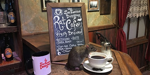 The Rat Cafe.(huffingtonpost)