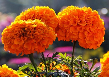 Bunga Marigold.(bbs)