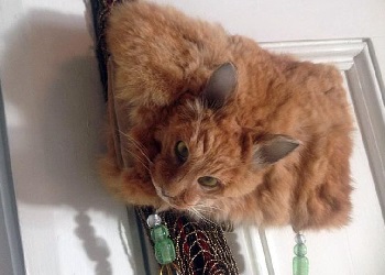 Tas dari kepala kucing asli.(mirror.co.uk)