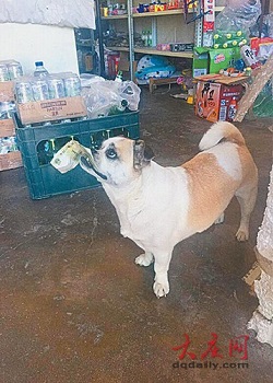 Anjing cerdas tengah berbelanja.(en.people.cn)