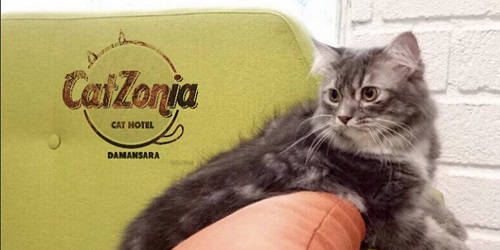 Hotel bintang 5 khusus kucing.(rocketnews24)