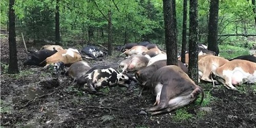 Sebagian sapi yang mati bertumpukkan.(Springfield News)