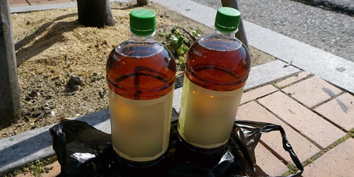 Ttongsul, minuman fermentasi tinja.(rocketnews24.com)