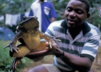 Goliath frog.(newsnscience)