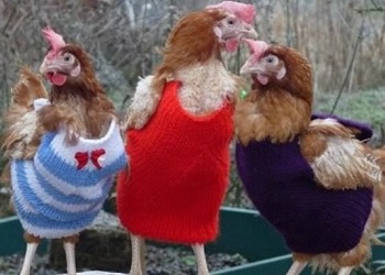 Tiga ayam kenakan sweater.(Your Daily Dish)
