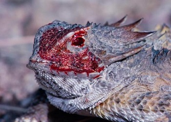 Regal Horned Lizard.(bbci.co.uk)