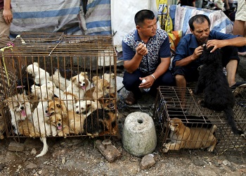 Lychee and Dog Meat Festival, Tiongkok.(ibtimes.co.uk)