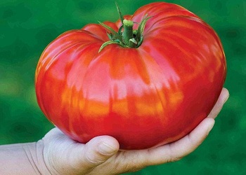 Tomat Gigantomo.(nepalikisan.com)