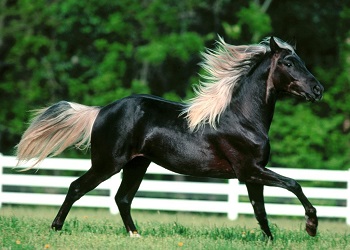 Arabian Horse.(wvhorsecouncil.org)