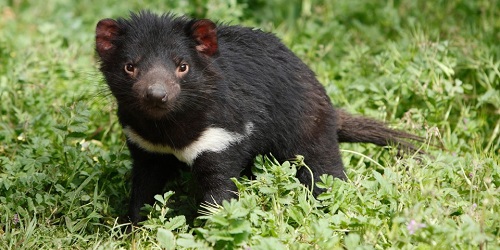 Tasmanian Devil.(bbs)