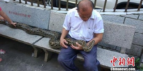 Shi Jimin & ular piton kesayangannya.(odditycentral)