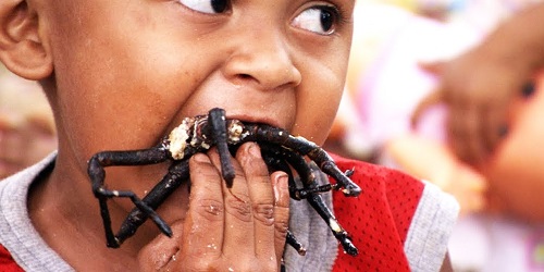 Seorang bocah mencicipi kuliner tarantula.(YouTube)