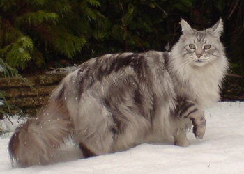 Kucing Maine Coon.(wikipedia)