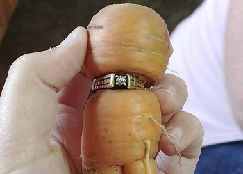 Cincin berlian terpasang pada wortel.(nydailynews)