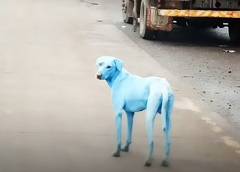 Anjing dengan bulu berwarna biru.(metro.co.uk)