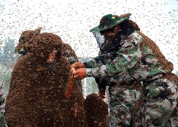 Gao Bingguo dikerumuni jutaan lebah.(mirror.co.uk)