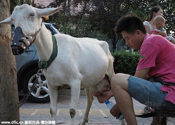 Susu segar langsung dari kambing.(Shanghaiist)