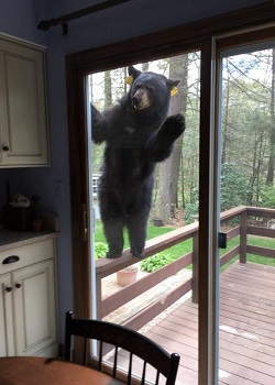 Beruang berusaha membuka pintu.(Bored Panda)