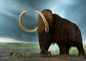 Mamut, si gajah purba.(Pinterest)