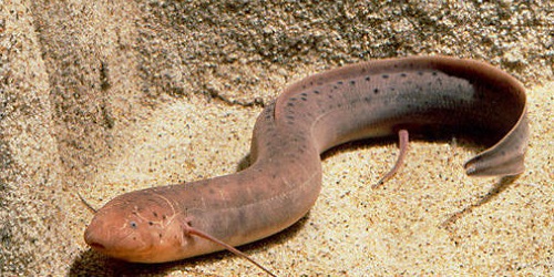 Ikan Lungfish.(relivearth.com)