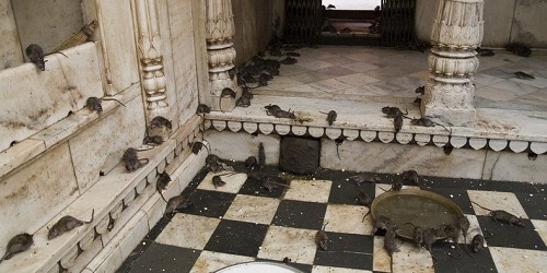 The Karni Mata Temple, India.(Amusing Planet)