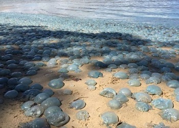 Ubur-ubur biru nyaris menutupi Pantai Queensland.(bbc.com)