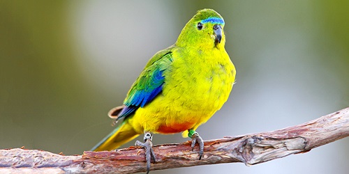 Orange-bellied Parrots.(australiangeographic.com.au)