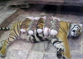 Bayi babi menyusu pada induk macan.(bbs)