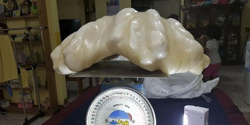 Mutiara raksasa seberat 34 kg.(cnnindonesia.com)