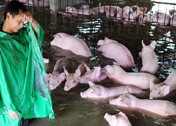 Peternak babi pasrah saat banjir datang.(merdeka)