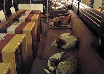 Kafe untuk anjing.(intisari-online.com)