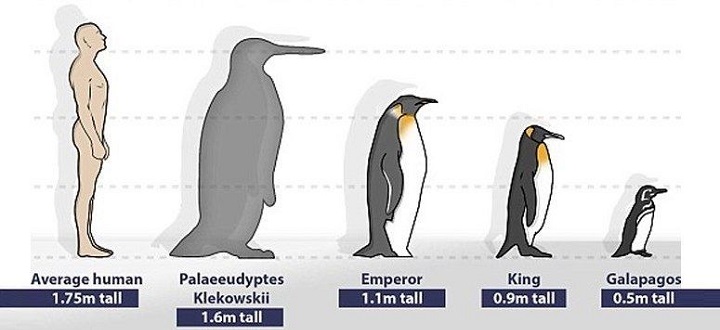 Penguin menggunakan burung dapat berenang Burung Laut