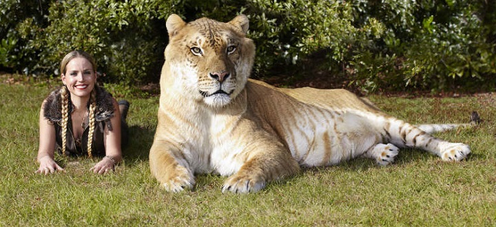 The Liger, Kucing Terbesar di Dunia yang Panjangnya Bisa Lebih 